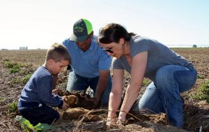 Josh and Jenn Bunger take a break from harvest to hand-dig some spuds with their four-year-old son, Elliot. 