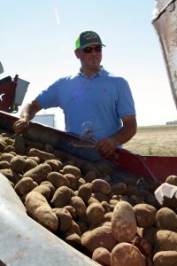 Josh Bunger sorts through potatoes as they come in from the field.