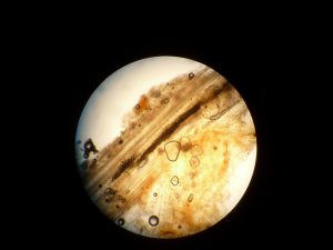 A cross section of a stem infected with Verticillium wilt shows black microsclerotia forming in water conducting tissues. Photo courtesy David L. Wheeler