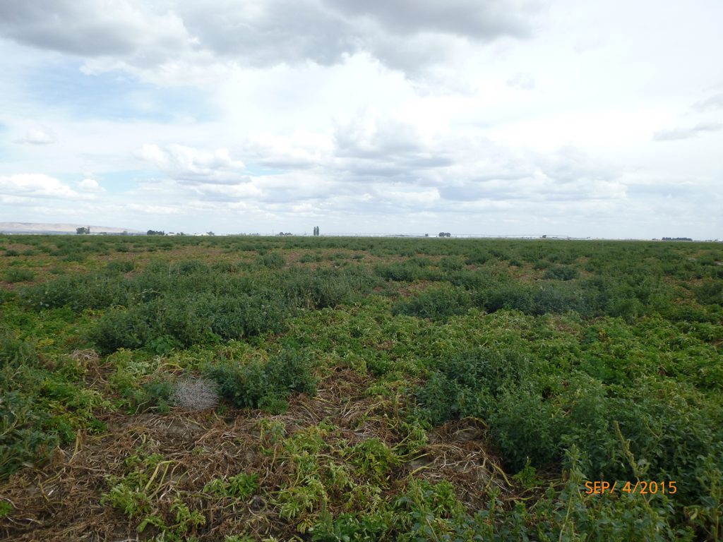 Weeds in this potato field are possible hosts of Verticillium dahliae, making weed management an important step in controlling Verticillium wilt.