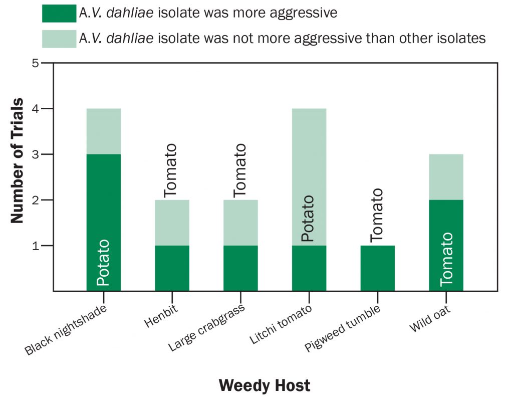 Figure 1. Summary of the number of trials where a V. dahliae isolate was more aggressive than the other isolates. Aggressiveness was determined by a greater number of microsclerotia produced by one isolate than the other isolates for a specific weed. The host of origin of the V. dahliae isolate is written within or above each bar, and the weedy host evaluated is along the horizontal axis. The isolate from potato was aggressive on potato, while the isolate from tomato was not aggressive on tomato. 
