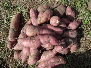 sweet potatoes
