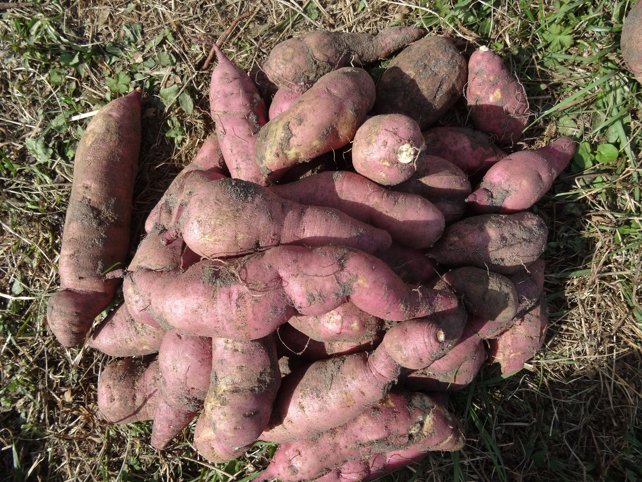 cattle-may-get-tasty-treat-with-sweet-potato-feed-potato-country