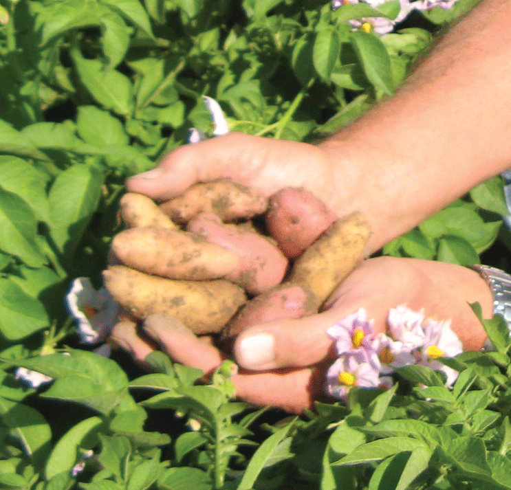Potatoes are a superfood Potato Country