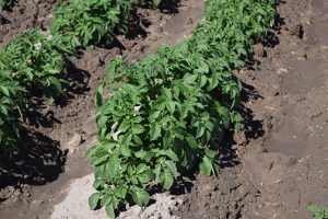 Healthy potato plant
