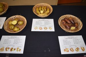 Some of the potato varieties on display at the WA/OR Potato Conference
