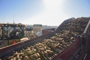 potatoes being harvested