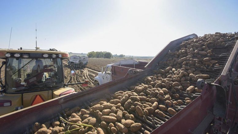 potatoes being harvested