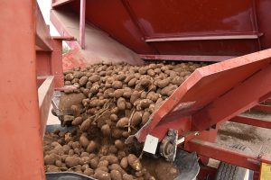 Potatoes on conveyor