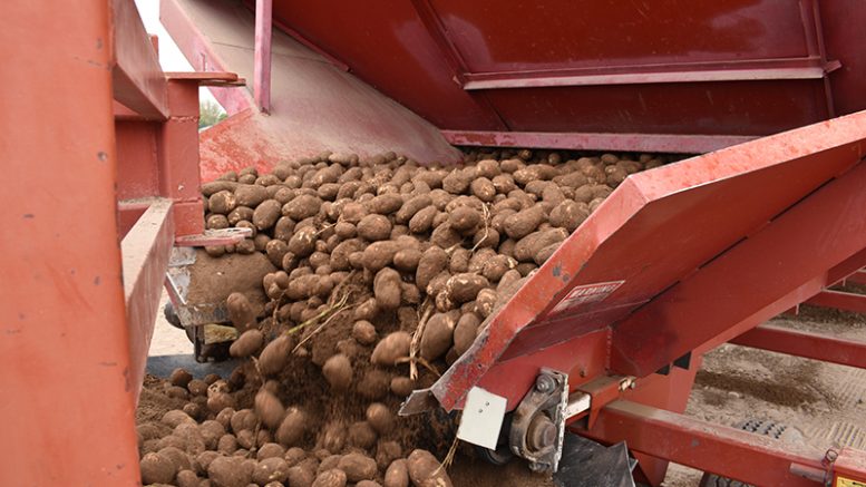 Potatoes on conveyor