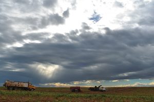 Adjacent to I-84 near Caldwell, Idaho, workers at Flying F Inc. harvest potatoes in early October 2018.