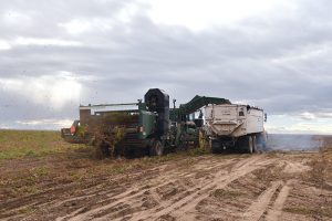 Flying F Inc. harvested between 28 and 30 tons per acre last year.