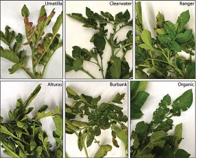 Images of foliar damage
