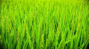 pic of green grain in field