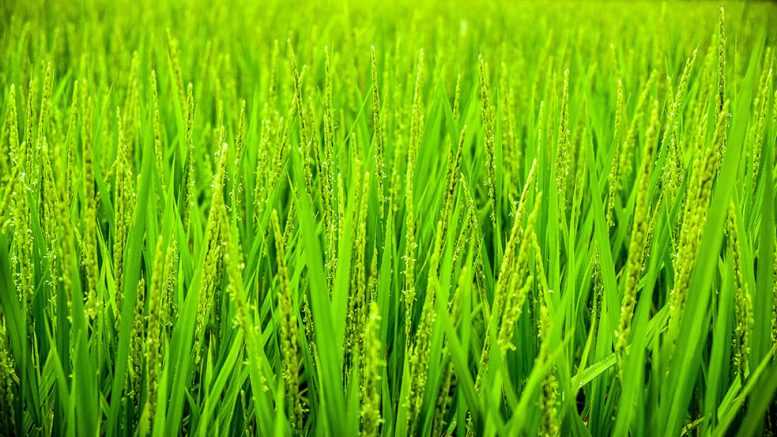 pic of green grain in field