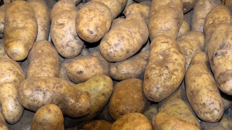 Potatoes in a pile