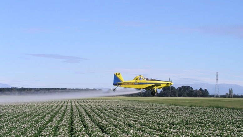 potato field