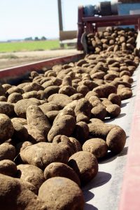 Spuds move along the conveyor belt at the trans-load site.