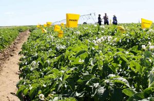 People in potato field