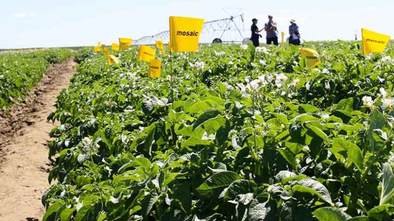 People in potato field