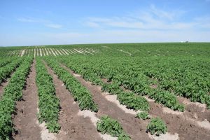 Potato Field in Driggs, Idaho