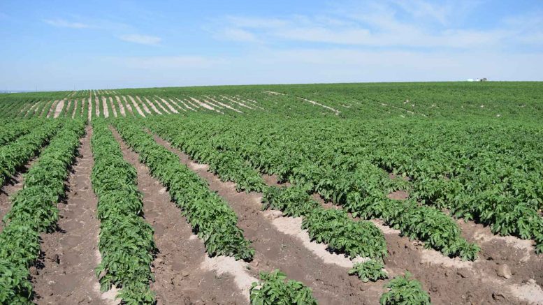 Potato Field in Driggs, Idaho