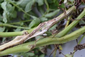 White mold on a potato plant was on display at last year's Miller Research Field Day