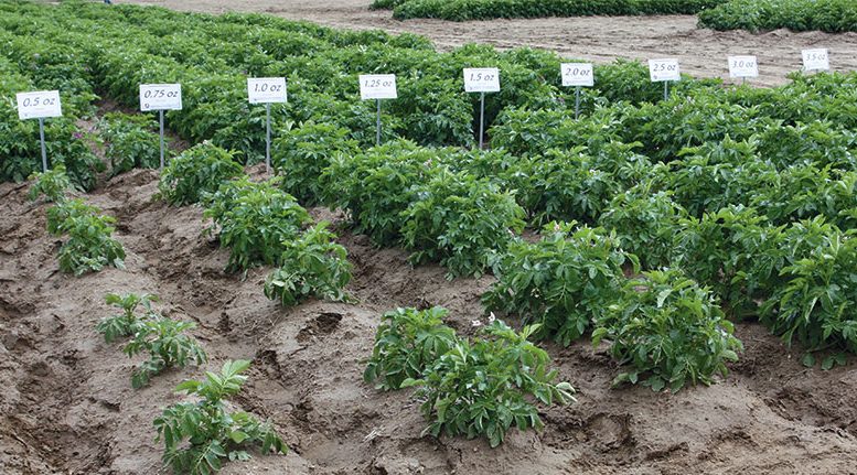 A research trial evaluates Clearwater Russet seed size ranging from 0.5 to 3.5 ounces.