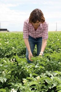 Amber Moore, a soil fertility specialist with OSU, checks petioles in a research plot.