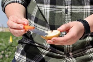 Jessie Brazil slices open tubers to show the type of damage caused by different species of soft rot bacteria.