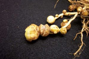 Seed potato herbicide injury can include tuber cracking, unusual root and sprout growth and very poor or delayed emergence of seed tubers. Photo courtesy Amy Charkowski, Colorado State University