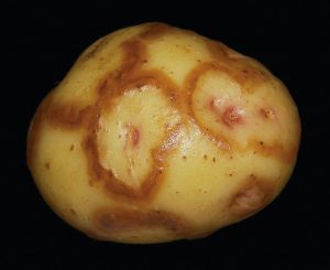 PVY can cause necrotic rings on the tuber surface, as seen on this Yukon Gold. Photos courtesy Stewart Gray, Cornell University
