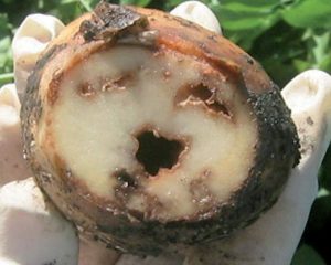 Bacterial ring rot causes foliar wilt, chlorosis and necrosis in the current growing season. Tubers show discoloration and necrosis of vascular tissue and central pith. Photos courtesy North Dakota State Seed Department