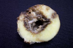 Symptoms of soft rot include sunken surface lesions and mushy, discolored interior tissue that ranges in color from cream to black and is often accompanied by a disagreeable smell. Photo courtesy Amy Charkowski, Colorado State University