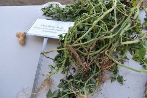Miller Research Potato Pest Management Field Day provides an opportunity to see a variety of potato diseases.