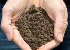 Two hands holding a mound of soil