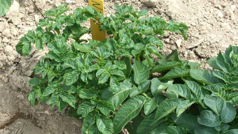Image of PVY-infected potato plant (var. Goldrush) center, with uninfected plant at right (photo courtesy PotatoesNB and ACS Inc.)