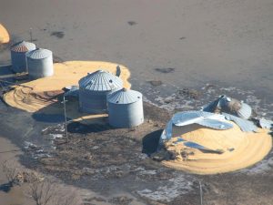 When farmers have advance notice that river levels are high, and there may be flooding, they can take precautions. In 2019, there was no advance notice. Shown, overflowing grain bins from grain that absorbed floodwater bursting through the bin. Credit: John Wilson