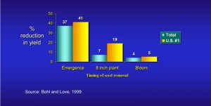 Figure 1. Effect of timing of seed piece removal on total and marketable yield of Russet Burbank.