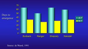 Figure 3. Effect of soil temperature (45 versus 50oF) on days to emergence of four potato varieties.
