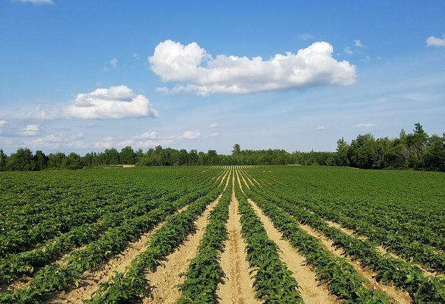 Potato farm