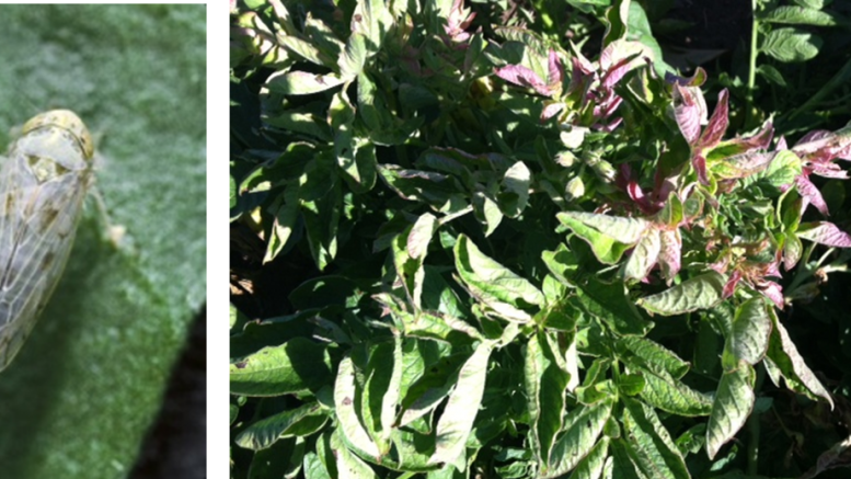 beet leafhopper damaged potato plant