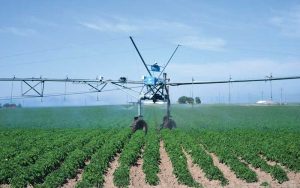 Potato field with pivot