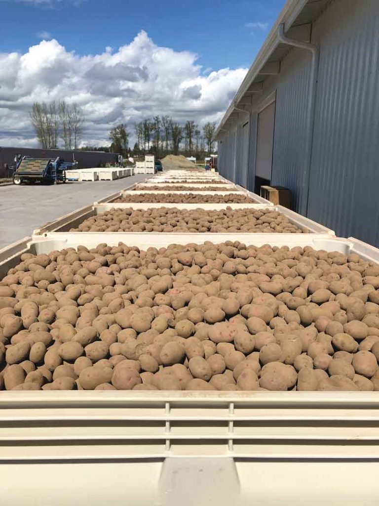 IPL Macro potatoes in bins