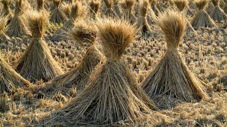 paddy straw