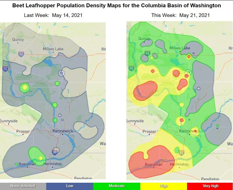 Beet Leafhopper Population Density Maps