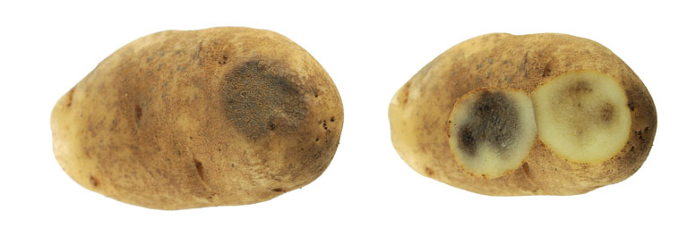 Figure 1. A pressure bruise depression is visible on the surface of this tuber (left), and a black spot is revealed upon cutting (right). Pressure bruise and other defects that negatively influence potato appearance and shelf-life are at the center of a research project designed to better understand fresh potato quality.