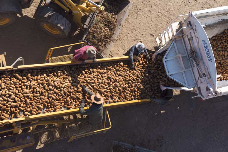 Crews unload Canela Russets into an even flow bin. Photo courtesy Vibrant Valley Photography 