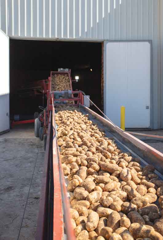 A conveyor carries spuds into storage.