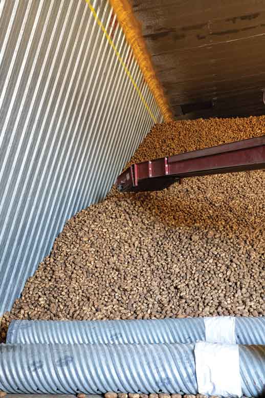 Potatoes are piled into a storage facility.